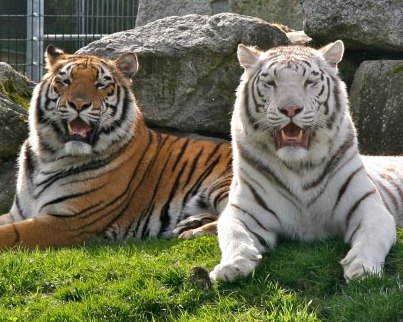 two tigers laying down
