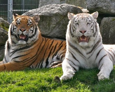 File:Orange bengal tiger at Cougar Mountain Zoological Park 1.jpg