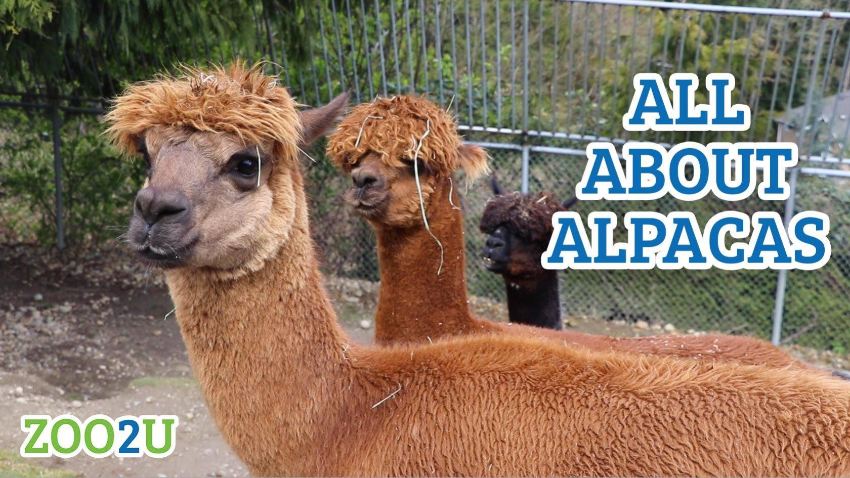 all about alpacas button