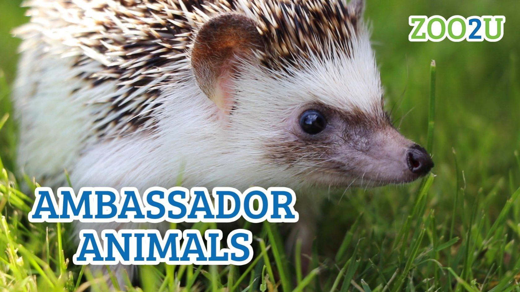 ambassador animals button