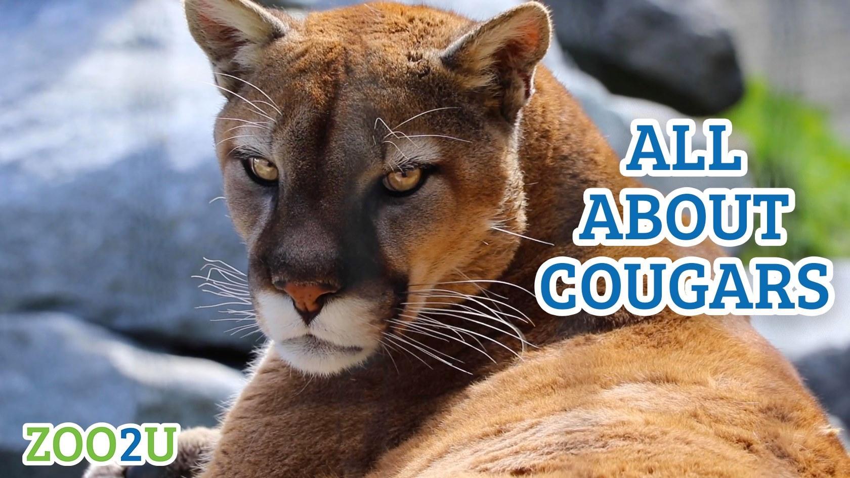 all about cougars button