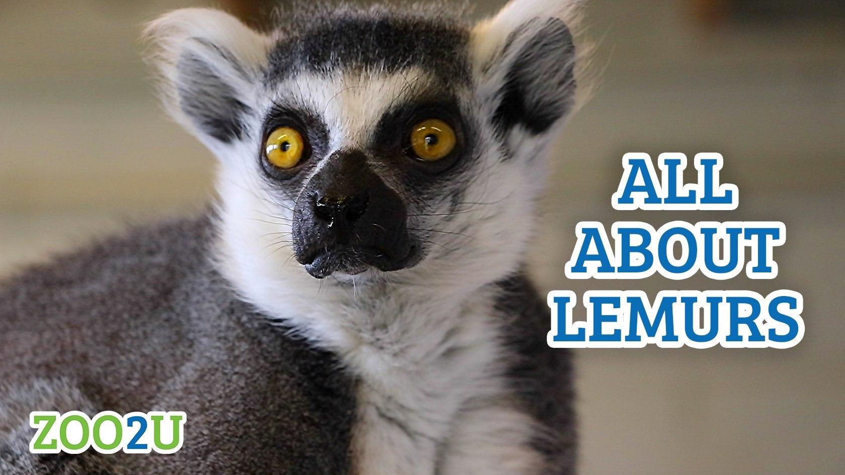 all about lemurs button