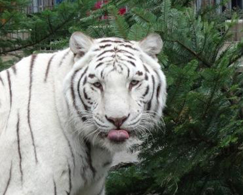 white tiger looking into the camera