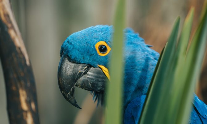 A hyacinth macaw standing behind some spiky foliage of a yucca-type plant