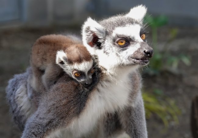 Little Lemurs 1