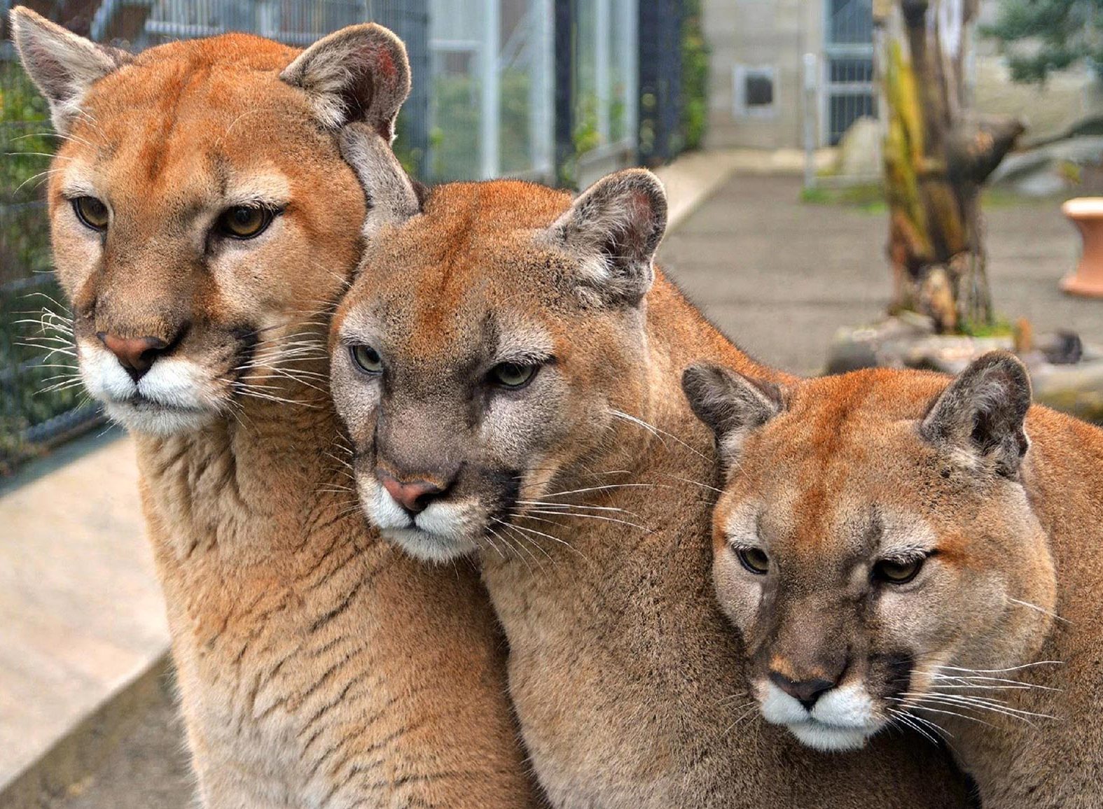 Cougar Mountain Zoo in Issaquah WA | Zoological Society of Washington