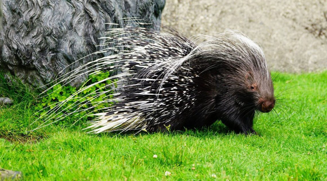 Zam the Porcupine Zam the Porcupine