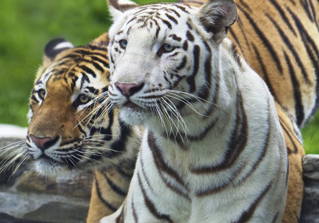 home-tigers_sqaure home-tigers_sqaure