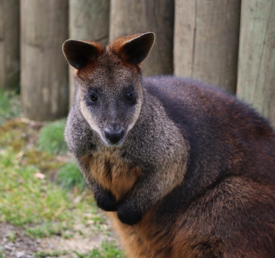 members-wallaby members-wallaby