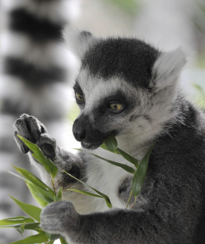ring tailed lemur diet