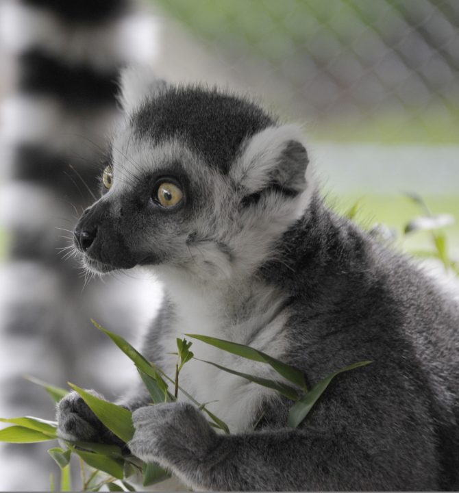 ring tailed lemur general info