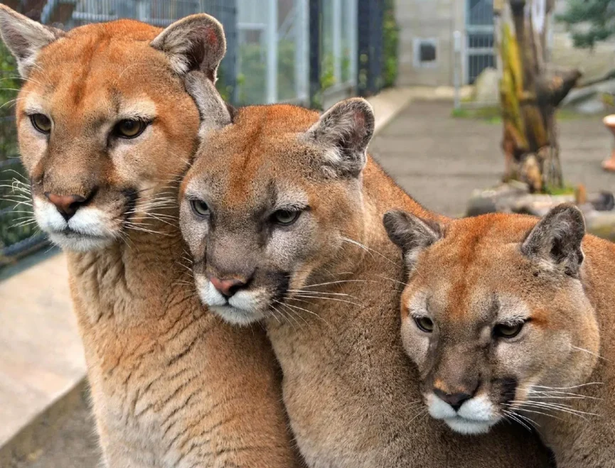 Cougar Mountain Zoo Three Cougars Header