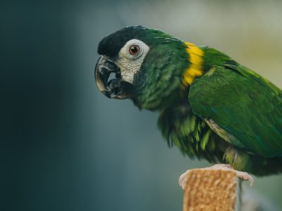 volunteer-macaw Volunteer Macaw