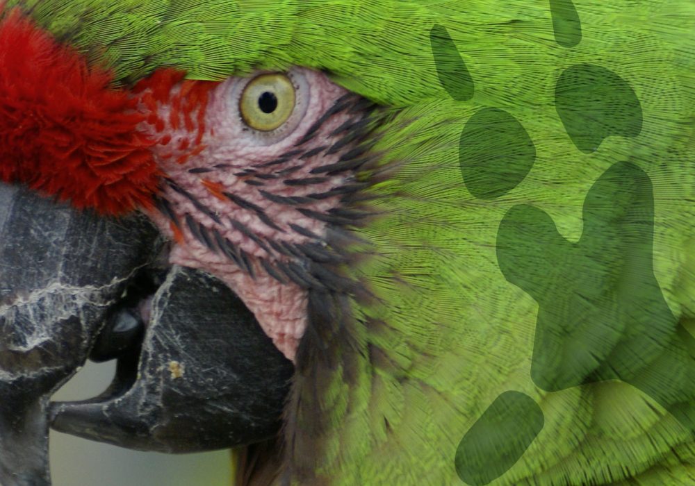 world-of-macaws-military-header
